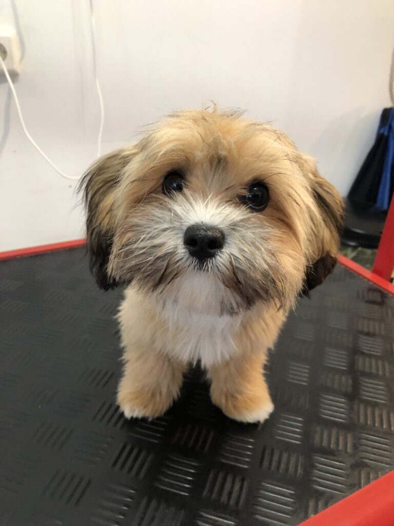 Ein gepflegter Bolonka nach dem Besuch im Hundesalon