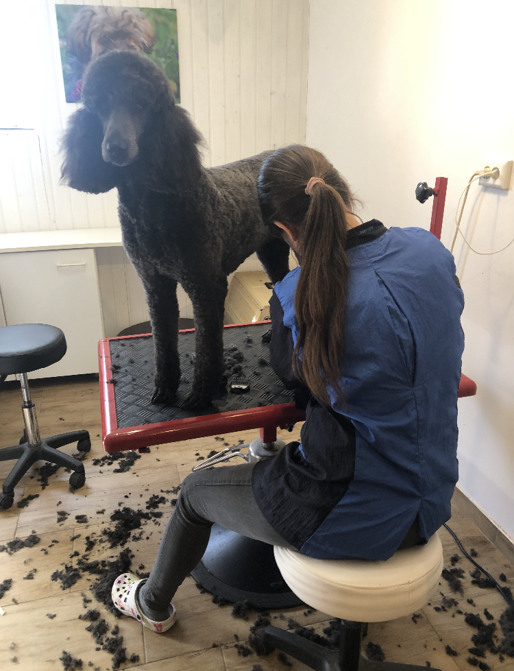 Nadine bei der Arbeit im Hundesalon.